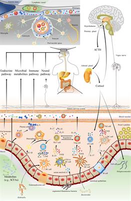 Gut Microbiota and Acute Central Nervous System Injury: A New Target for Therapeutic Intervention